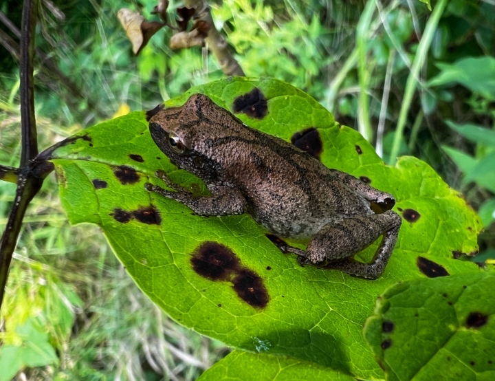 Spring Peeper
